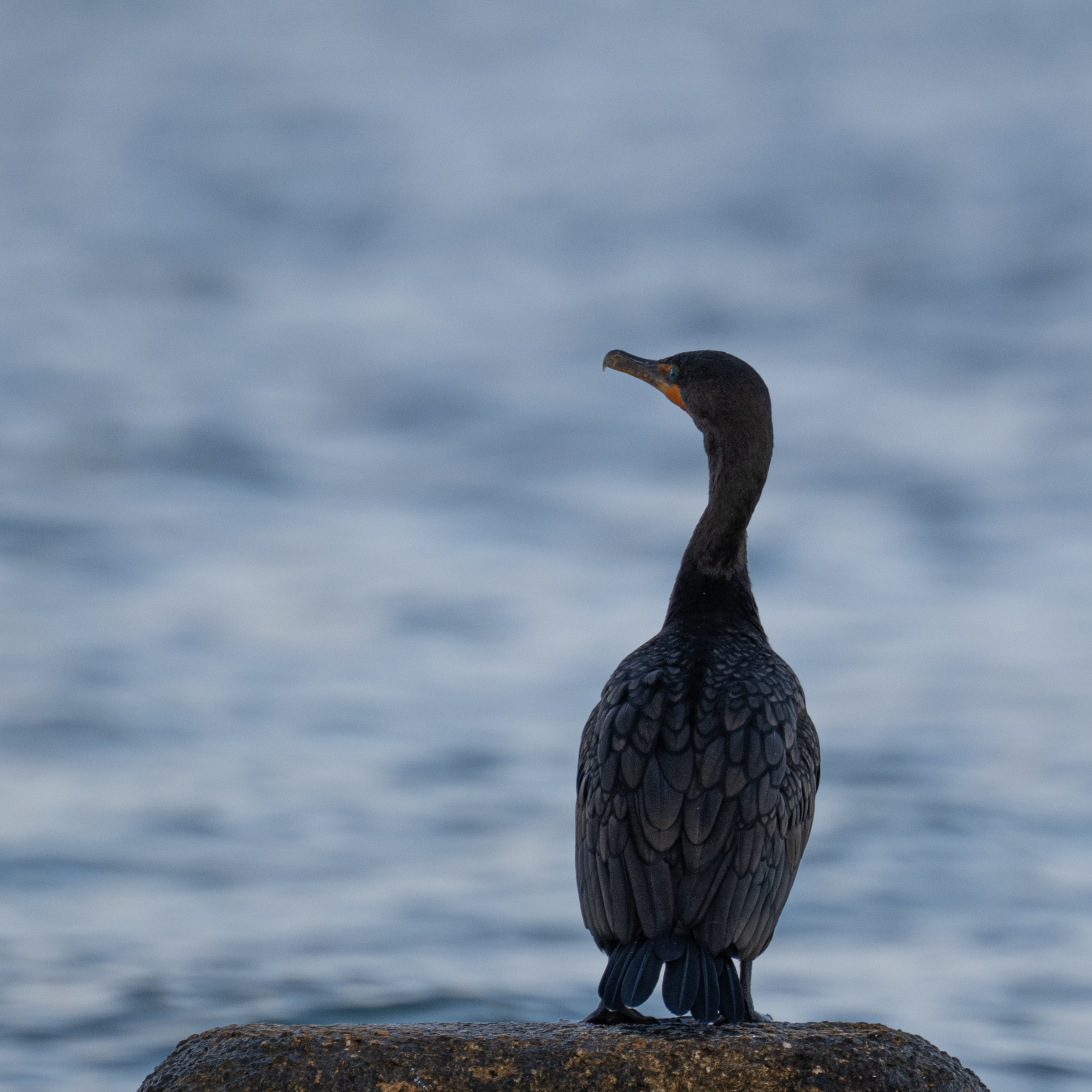 Photo of bird looking out to sea
