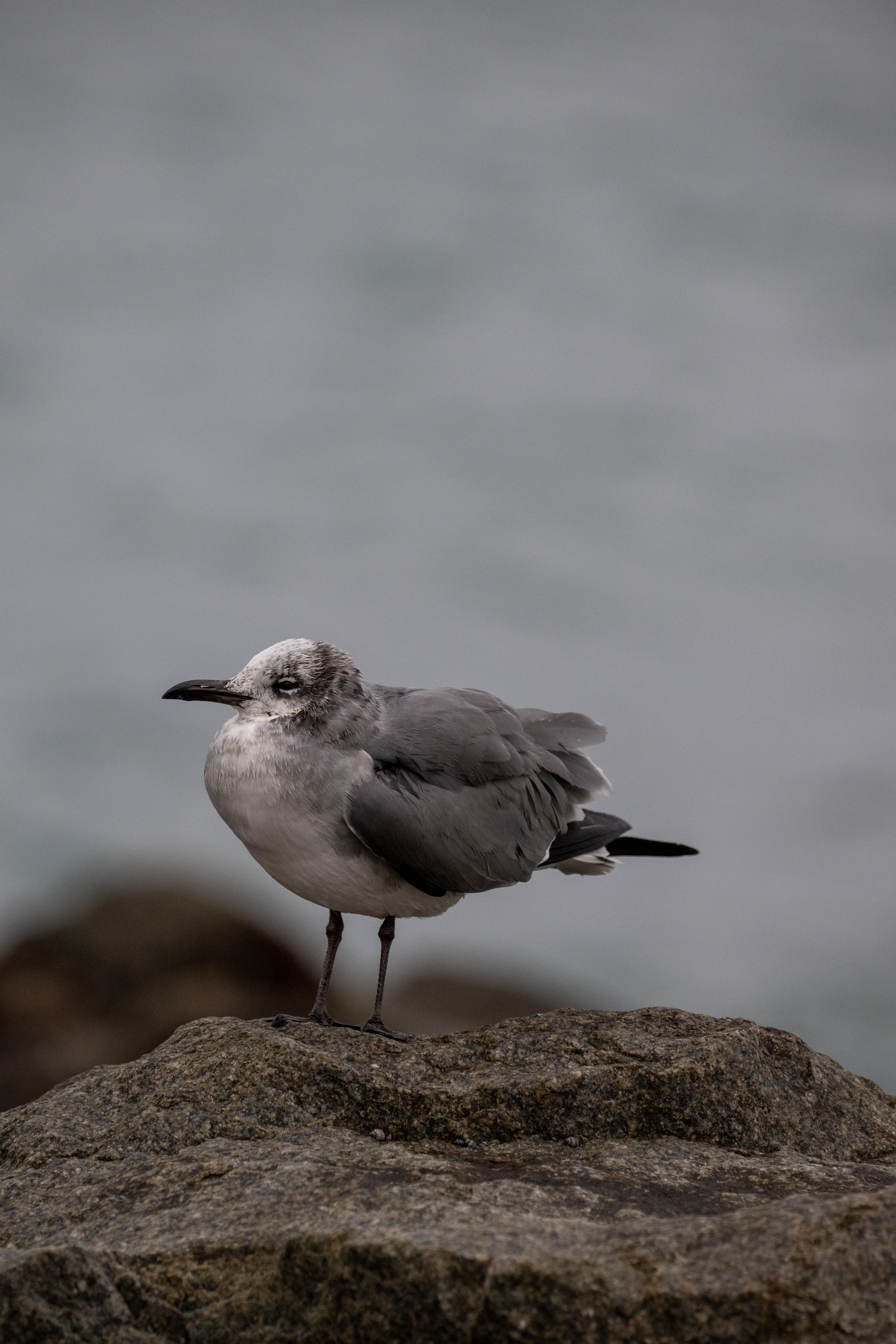 Photo of a seagull on the beach